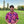 Load image into Gallery viewer, Midnight Bloom